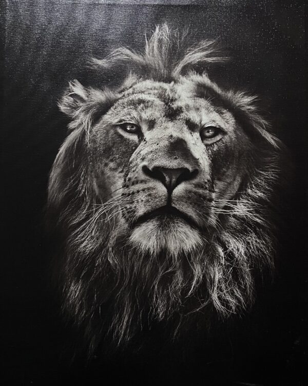 Black and white portrait of a lion